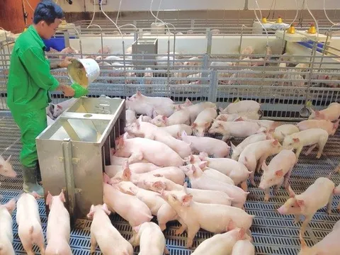 Doanh nghiệp chăn nuôi bứt phá ngoạn mục trong quý II/2025