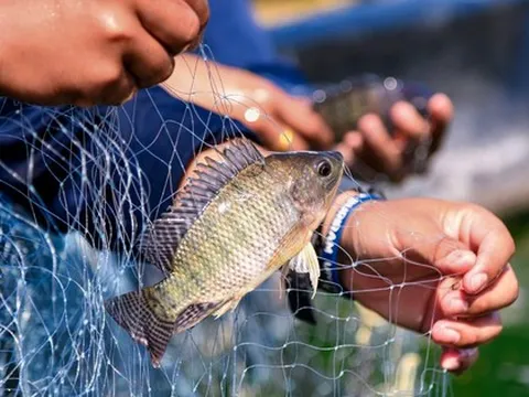 Ruộng hoang biến thành "mỏ vàng" nhờ nuôi sản vật chục triệu USD; Mỹ, Nga đua nhau nhập về