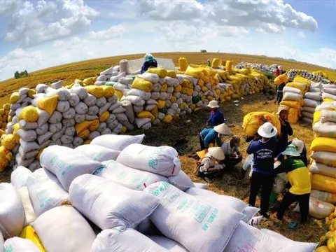 Philippines dừng nhập khẩu gạo, Việt Nam ảnh hưởng thế nào?