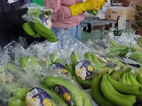 Giải mã sức nóng của chuối Việt Nam ở thị trường Trung Quốc, Nhật Bản