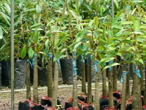 Gần 400.000 tấn cây quý từ Campuchia đổ bộ giúp Việt Nam trở thành 'ông trùm' thứ 3 thế giới: Nước ta là đối thủ lớn nhất của Thái Lan, chi hơn 1,7 tỷ USD gom hàng