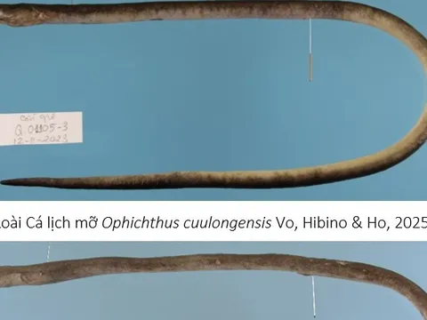 Hai “kho báu sống” dưới đáy biển Việt Nam lần đầu được phát hiện: Giới khoa học lập tức lên tiếng bảo vệ