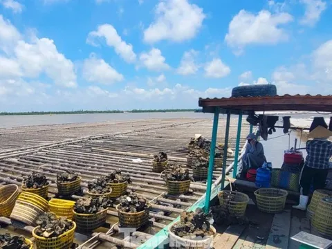 Thủ phủ hàu Vân Đồn điêu đứng, hàng Trung Quốc giá rẻ tràn lan