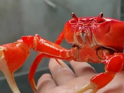 Độc lạ nuôi cua cảnh