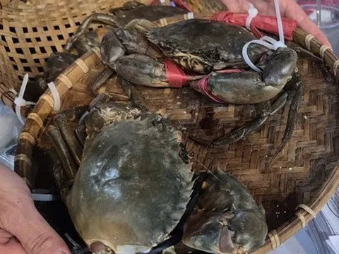 Xuất khẩu cua ghẹ đạt kỷ lục 10 năm, thu về hàng ngàn tỉ đồng