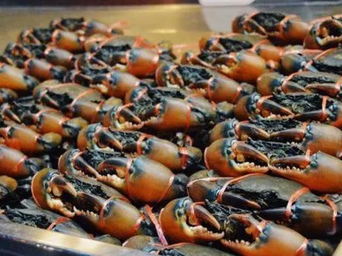 Kho báu dưới nước của Việt Nam sang Trung Quốc, EU đắt hàng kỷ lục: đạt đỉnh 10 năm, chất lượng thơm ngon vượt trội