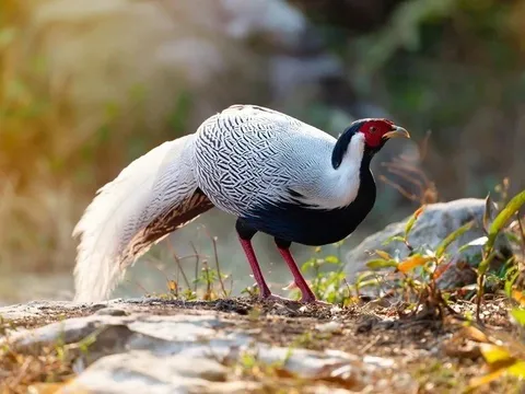Gà lôi trắng, động vật hoang dã bán tràn lan trên mạng