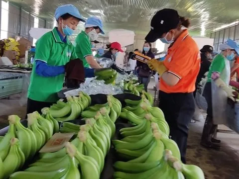 Xuất khẩu chuối với giấc mơ tỉ đô