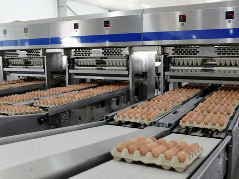 Giá trứng tăng đột biến sau những tháng thấp kỷ lục: Thị trường chao đảo, Hoà Phát vẫn đều đều 1 triệu quả/ngày, báo lãi tăng 135%