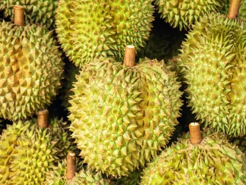 Đối thủ của Việt Nam, Thái Lan liên tục ra mắt giống sầu riêng mới: Đã có hơn 200 giống được đăng ký, hướng đến xuất khẩu sang Ấn Độ, Úc, châu Âu