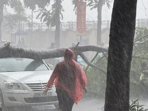 Cây đổ đè trúng người lái xe máy trong cơn mưa dông ở Hà Nội