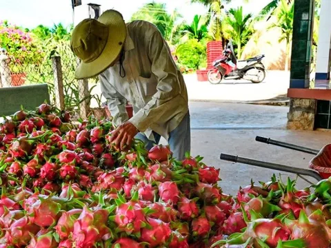 Nghịch lý tiêu chuẩn kép nông sản Việt - kỳ 1: Lo chuẩn ngoại, quên chuẩn nội?