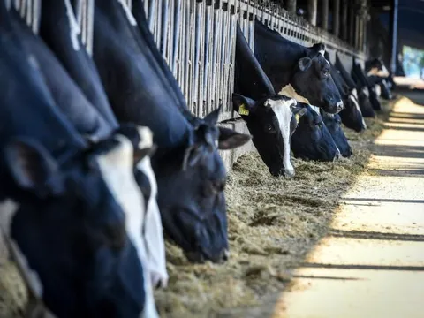 TH true MILK và khát vọng tự chủ nguồn sữa tươi nguyên liệu cho Việt Nam