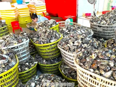 Chuyện gì đang xảy ra với hàu Quảng Ninh?