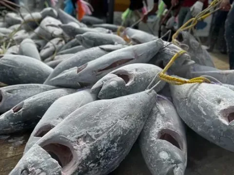 Một loại ‘siêu thực phẩm’ của Việt Nam sang Pháp đắt hàng kỷ lục: Xuất khẩu tăng 108%, 80 quốc gia khác cũng đã ‘chốt đơn’