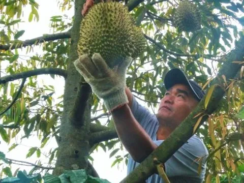 Sầu riêng sượng nước, nông dân Đắk Lắk bất lực nhìn giá rớt thảm