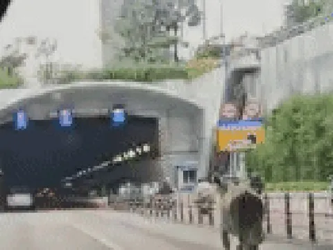 Người dân đang di chuyển vào hầm sông Sài Gòn bất ngờ với đàn bò