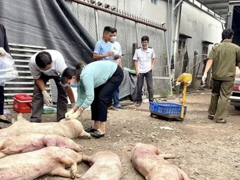 Ổ dịch tả heo châu Phi tăng 187%, Đồng Nai chỉ đạo "nóng"