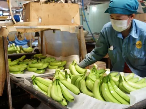 Loại quả "trăm triệu USD" của Việt Nam lọt Top 10 thế giới: Riêng Trung Quốc chốt đơn 1,69 triệu tấn