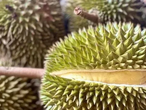 Nhiều doanh nghiệp Trung Quốc sắp đến TP HCM mua sầu riêng