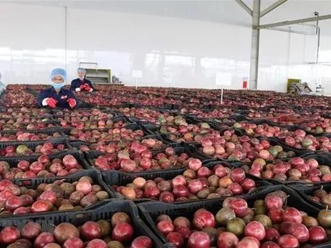 Trung Quốc ồ ạt thu mua một "sản vật" triệu USD của Việt Nam: Nước ta là nhà xuất khẩu top 10 thế giới