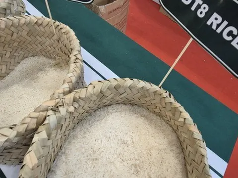 Thông tin mới nhất về việc Philippines tạm ngừng nhập khẩu gạo