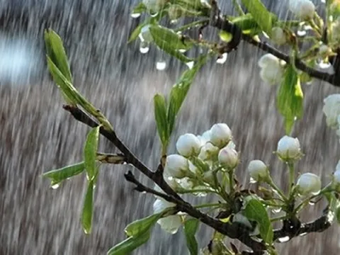 Dự báo thời tiết 10 ngày: Áp thấp nhiệt đới vào vịnh Bắc Bộ, cả nước mưa kéo dài