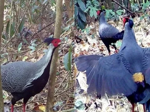 Phát hiện gà lôi quý hiếm ở Vườn quốc gia Chư Mom Ray