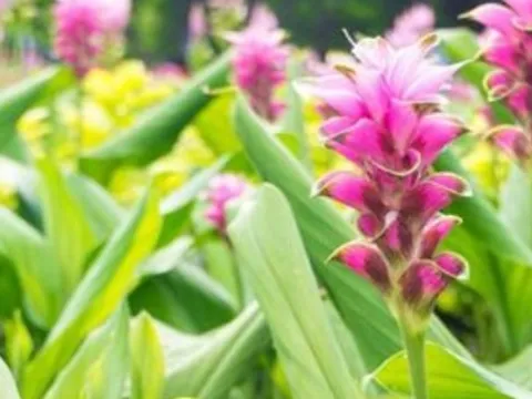 Việt Nam sở hữu một mặt hàng được mệnh danh ‘mỏ vàng vùi dưới lòng đất’: Thu về hơn 40 triệu USD kể từ đầu năm, 110 doanh nghiệp đang tham gia ‘đào vàng’