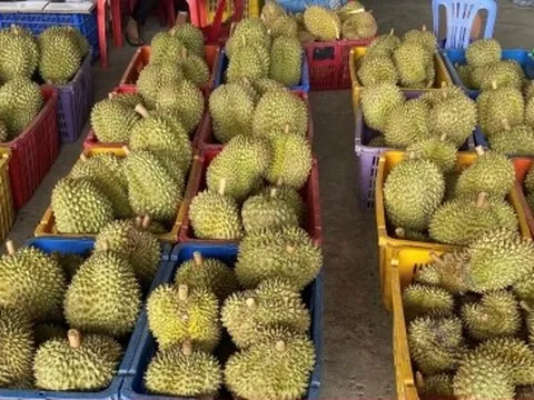 Sầu riêng rẻ chưa từng có được bán la liệt: Bài học tăng trưởng 'nóng'