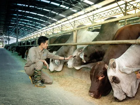 Không chỉ là vua thép, tỷ phú Trần Đình Long còn chiếm ngôi "vua bò Úc": Sản lượng 6T2025 tăng 115%, mục tiêu 150.000 con