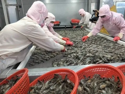 Xuất khẩu tôm Việt Nam "bùng nổ" tại thị trường châu Á