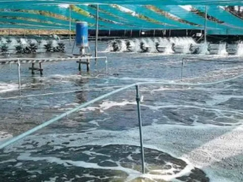 'Mỏ vàng’ dưới nước đưa Việt Nam thành ông lớn thứ 2 thế giới: Mỹ, Nhật Bản, Trung Quốc đều săn đón, nước ta sở hữu công nghệ chế biến hiện đại đứng top toàn cầu