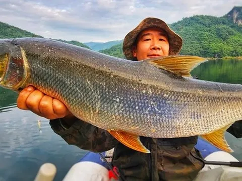 "Cọp nước" sông Đà: Hung dữ không loài cá nước ngọt nào sánh nổi; càng nặng càng đắt giá