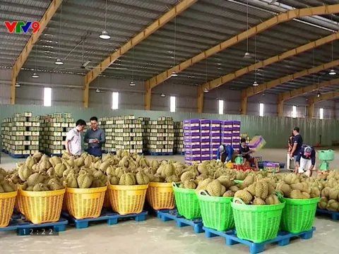 Giá sầu riêng xuất khẩu tăng trở lại