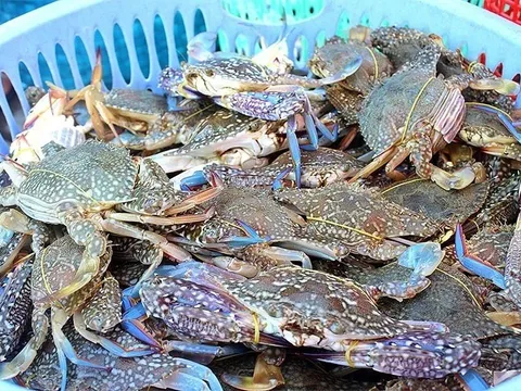 Cua ghẹ Việt Nam đắt nhất 10 năm qua, Trung Quốc mua nhiều nhất