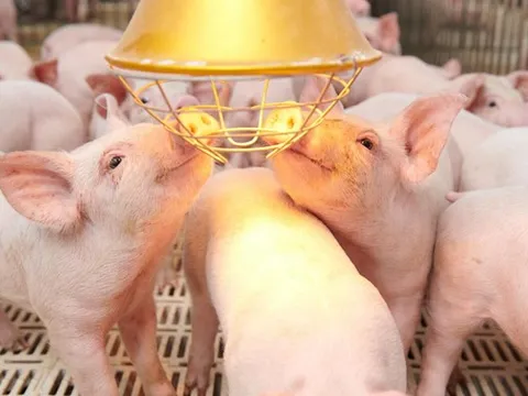 Dabaco có 31 công ty con sau thương vụ thâu tóm Lam Sơn Như Xuân