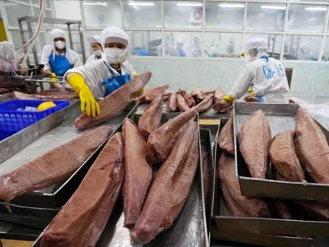 Xuất khẩu cá ngừ Việt Nam mất đà tại nhiều thị trường lớn