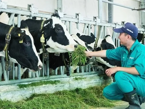 Lý do nhiều vùng chăn nuôi bò sữa trên bờ vực phá sản