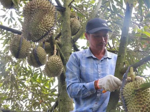 Phập phồng mùa thu hoạch sầu riêng