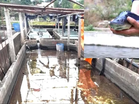 Cá tầm Trung Quốc ồ ạt vào Việt Nam, người nuôi trong nước lao đao