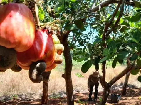 Tin vui từ mặt hàng nông sản tỷ USD