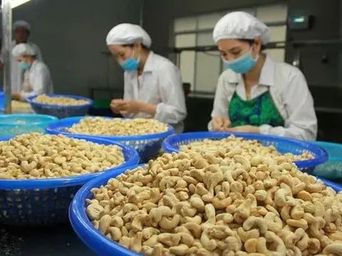 Kim ngạch xuất khẩu hạt điều tăng mạnh