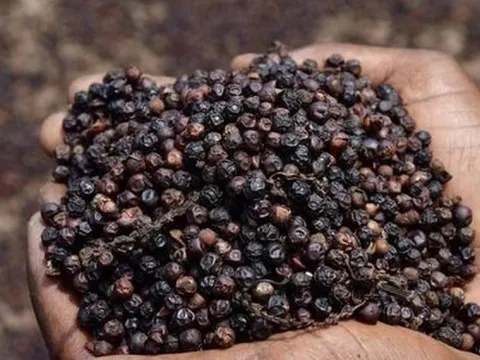 Hồ tiêu Việt Nam xuất khẩu chạm mốc tỷ USD