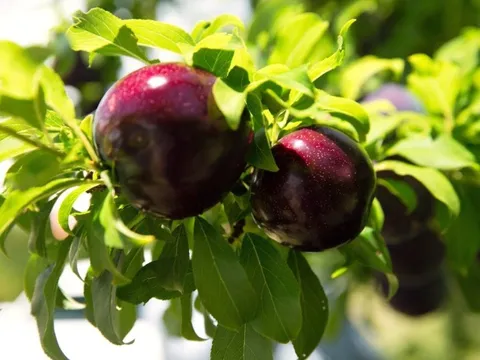 Loại quả được mệnh danh là "nữ hoàng đỏ thắm" đổ bộ vào VN, vận chuyển bằng máy bay sau 72 giờ thu hái