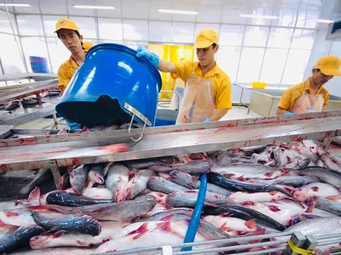 Báu vật dưới nước của Việt Nam: Cán mốc hơn tỷ đô; một doanh nghiệp Việt cung ứng 300.000 tấn/năm