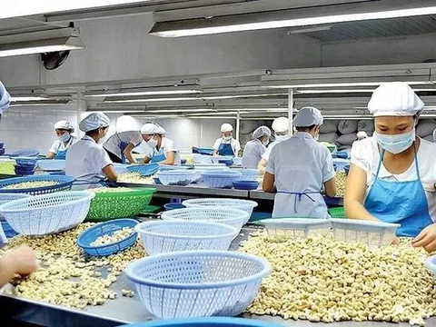 Lý do Trung Quốc rốt ráo gom mua hạt điều Việt Nam