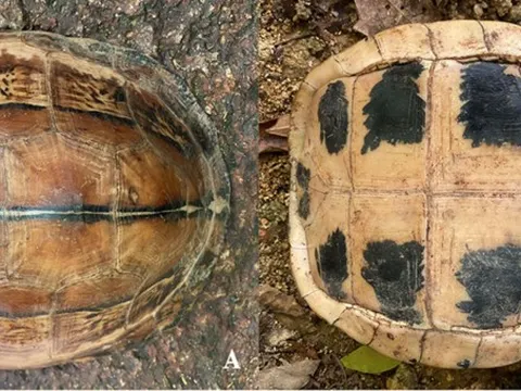 Việt Nam sở hữu “báu vật” độc nhất vô nhị: Đang có nguy cơ biến mất vĩnh viễn