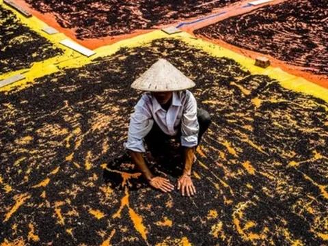 Hơn 100 quốc gia tranh nhau mua ,"vàng đen" của Việt Nam thống lĩnh thị trường Mỹ