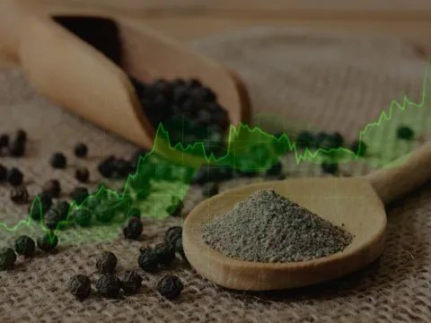 Giá tiêu nội địa tăng mạnh trở lại